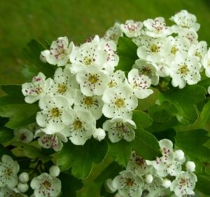 The flowering of the hawthorn tree is a very visible reminder that we have entered the brighter and warmer half of the year.  The tree usually blossoms around Bealtaine.