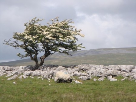 The white blossom of the hawthorn tree marks the arrival of summer in Ireland. The hawthorn or May Tree is associated with the festival of Bealtaine.  The tree shown here is growing in the Burren in County Clare.