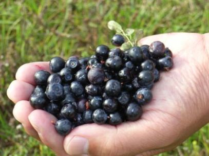 Bilberries, native to Europe and Asia, were eaten at Lughnasa.