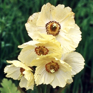 Meconopsis Beamishii - Glounthaune's 'national flower'? 