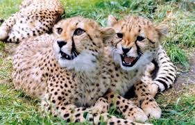Fota Cheetahs